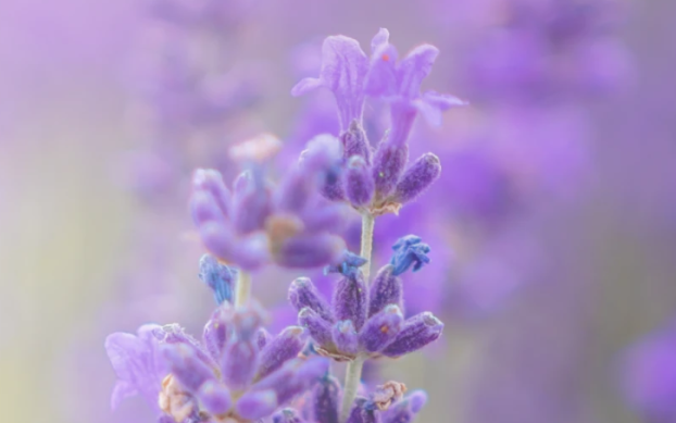 Stellenausschreibung Ordinationsassistentin