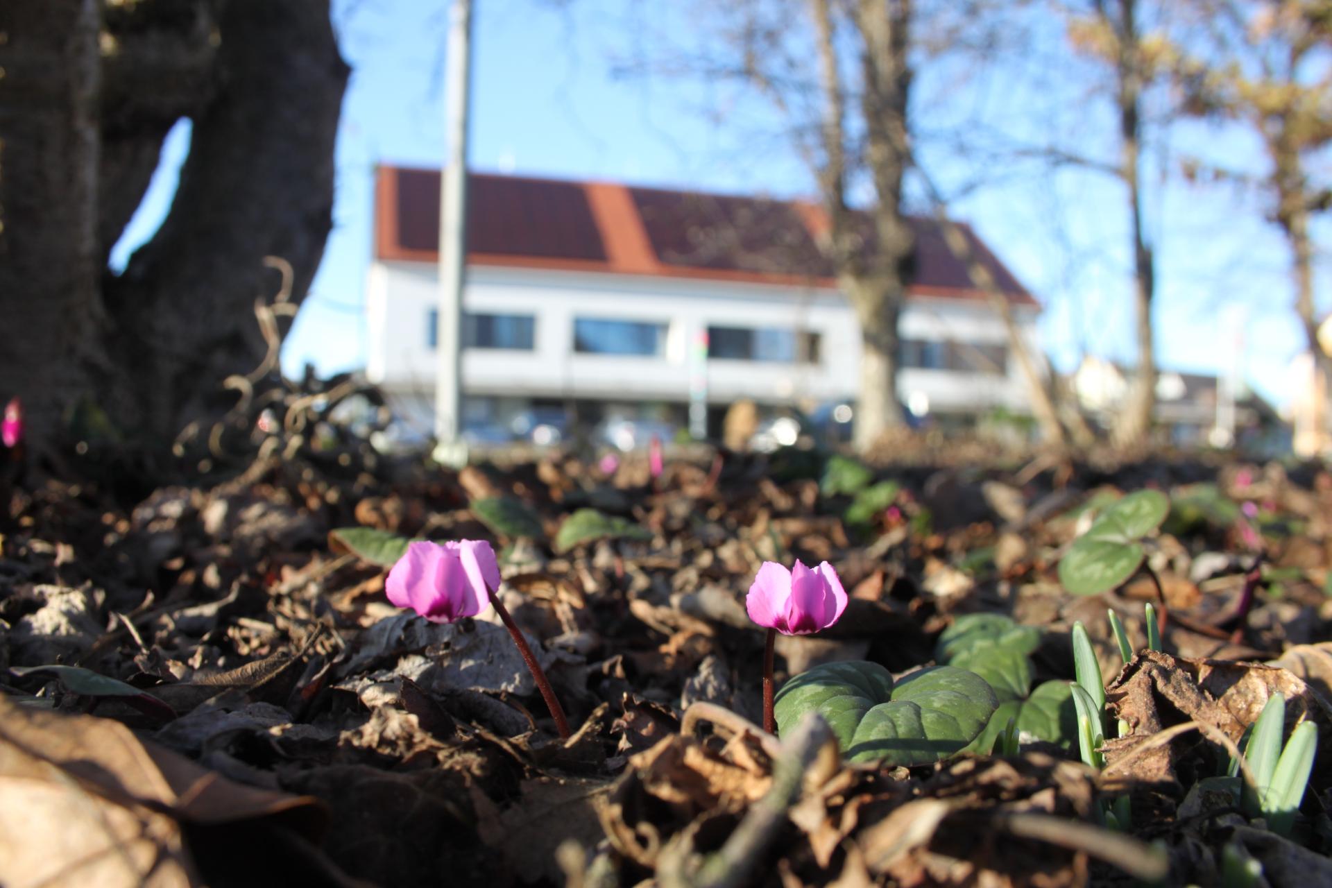 Gemeinde FernitzMellach