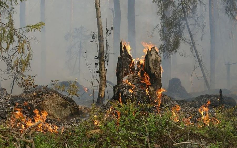 Vorbeugemaßnahmen zum Schutz vor Waldbränden