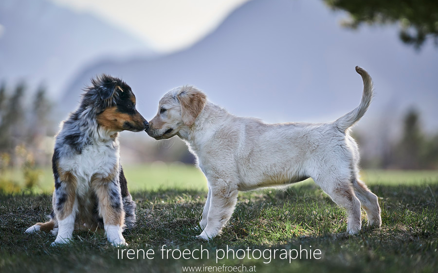 Sachkundenachweis für Tiroler Ersthundehalter