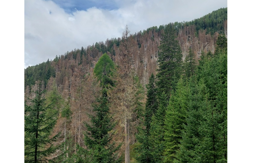 Infoveranstaltung “Borkenkäfer bedroht unseren Wald“