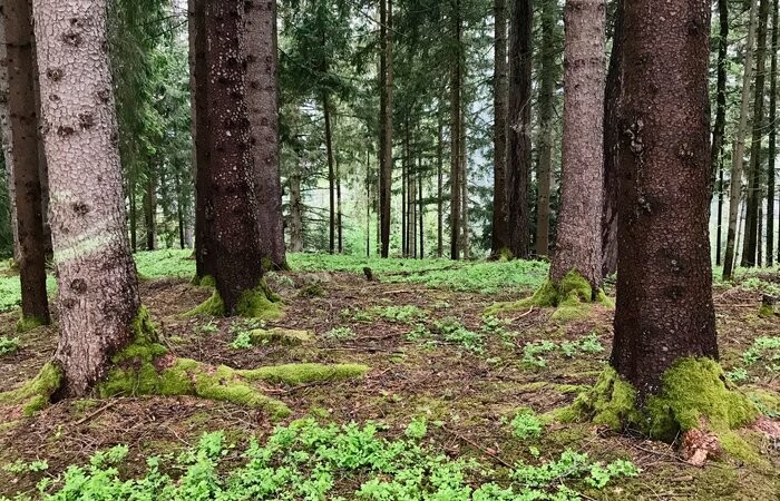 Achtsamkeitswanderung Natur.Kraft.Platz Pürglitz