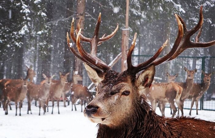 Rotwildfütterung Rotwildfütterung